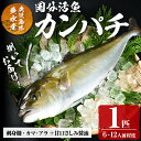 【ふるさと納税】鹿児島県垂水市産カンパチ(1匹)甘口さしみ醤油付き かんぱち カンパチ 魚 海鮮 魚介 刺身 さしみ しゃぶしゃぶ 焼魚 煮魚 丸ごと 国産 鹿児島県産 垂水市産 冷蔵 1本【国分活魚】C3-6401