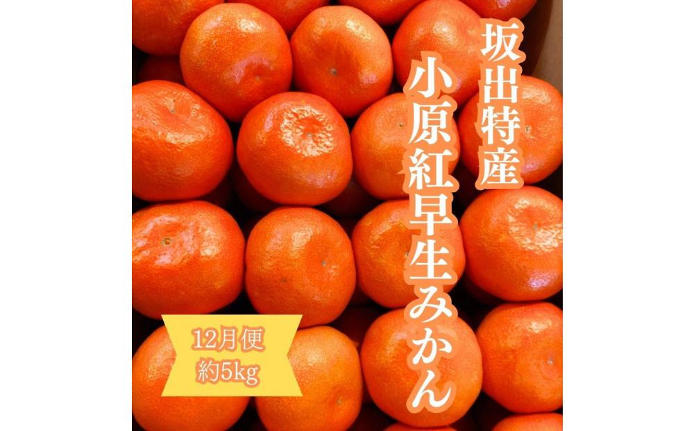 ＜定期便＞坂出の美味しい果物定期便　季節の果物を年間４回に分けてお届け！