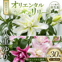 【ふるさと納税】ユリ専門＜深花園＞観賞用ゆり オリエンタルリリー 八重ゆり 3～4輪10本 F23R-515