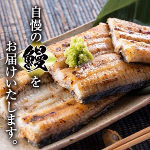 s445 《毎月数量限定》鹿児島県産 有頭白焼き2尾セット！(計約272g・約136g×2尾)山葵や醤油と一緒にお楽しみ下さい！【薩摩川内鰻】