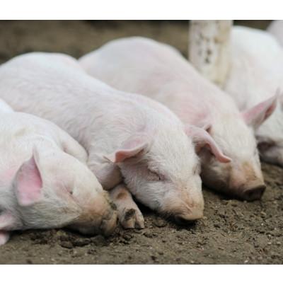 ふるさと納税 白老町 【毎月定期便】生プラセンタサプリメント・アンケシ1袋全3回 |  | 02