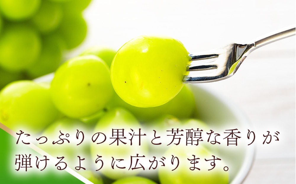 シャインマスカット 2kg 3～5房 ぶどう 葡萄 ブドウ マスカット 果物 くだもの フルーツ 旬の果物 旬のフルーツ 信州 長野 長野県