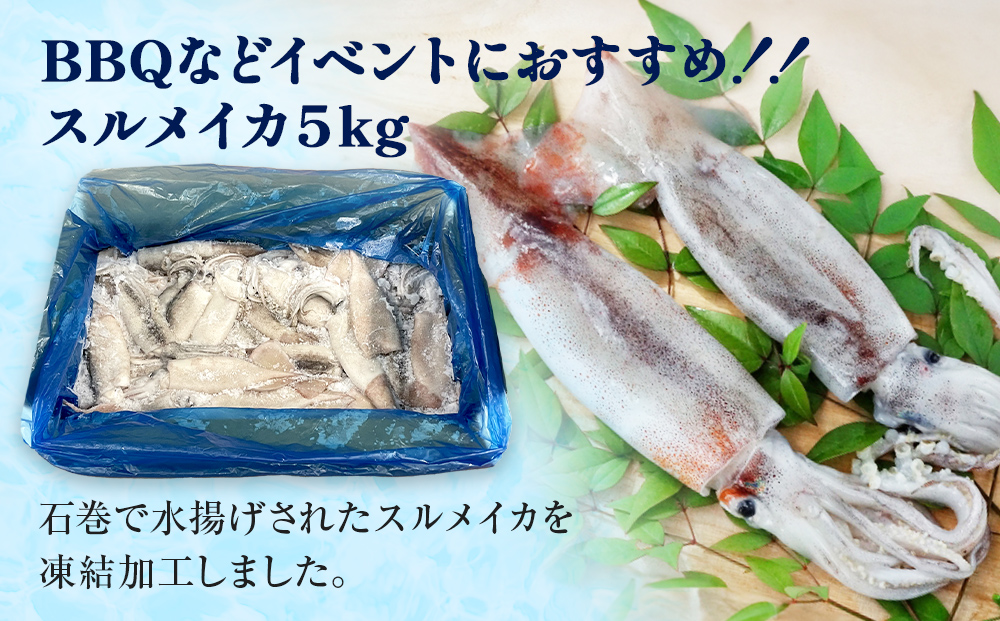 石巻市産スルメイカ5kg 冷凍 煮物 一夜干し いか おかず お