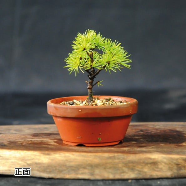 
            赤石の泉 赤石五葉松（鉢植え） F-133
          