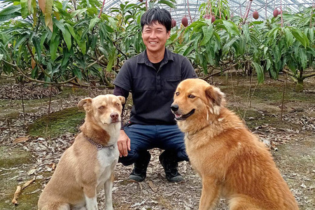 【2025年発送】訳あり！沖縄県糸満産　かねよしマンゴーのマンゴー2kg