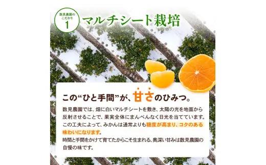 ゆら早生 みかん 3kg / 和歌山県 柑橘 みかん 甘い 蜜柑 フルーツ 果物 くだもの 食品 人気  晩柑 おすすめ 送料無料 産地直送 由良町  ※2026年10月上旬頃～10月下旬頃に順次発送
