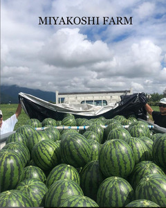 【先行受付：2026年発送】松本市 波田産 大玉すいか 2玉入り（４L９kg～11kg）×２│ 信州 松本市 長野県 西瓜 すいか 果物 スイカ 新鮮 果汁 ジューシー 大きい フルーツ くだもの ふ