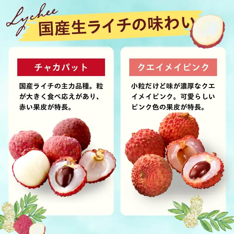 先行予約 数量限定 希少 国産 綾 生ライチ 2箱セット 2種類（化粧箱入り）果物 フルーツ くだもの 国産ライチ 2027年 トロピカルフルーツ 南国フルーツ 冷蔵 ジューシー 高級 デザート ギフ