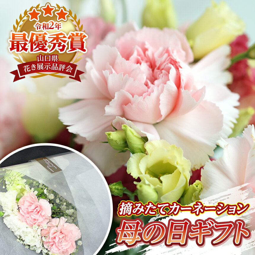 【ふるさと納税】 【 2026 】 【 先行予約 】 農園直送 摘みたて 母の日 に 贈る カーネーション 花束 ギフト 【MA-02W】 ｜ 母 お母さん mother 家族 プレゼント 贈り物 mother'sday 5月 フラワー 感謝 切り花 瀬戸内 山口県 平生町