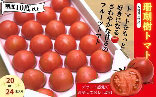【先行予約】 フルーツ トマト 1kg S 特選 1kg 糖度 10以上 冷蔵 野菜 ギフト プレゼント 贈答 缶 ジュース にも 珊瑚樹 徳島 小松島 2026年3月発送