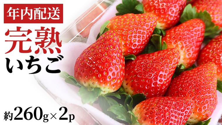 
            【12/17までの申込で年内にお届け！】 完熟いちご 約260g×2パック 品種おまかせ 年内お届け 国産 いちご イチゴ 苺 [BC089sa]
          