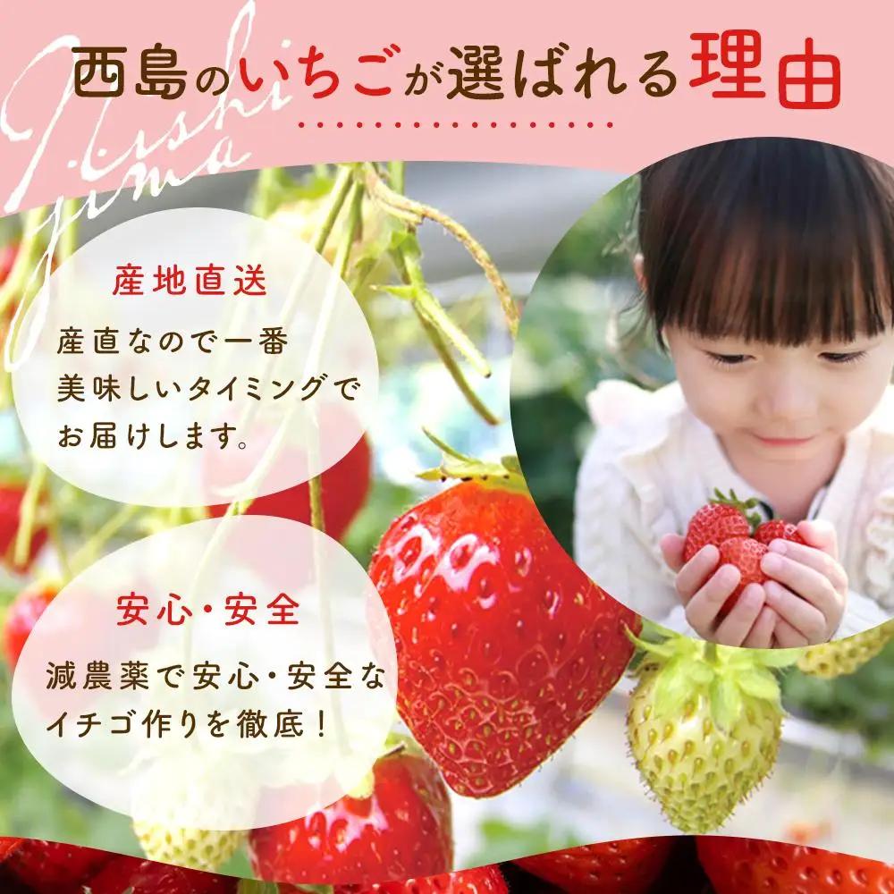 【先行予約】いちご 700g フルーツ イチゴ 西島園芸団地