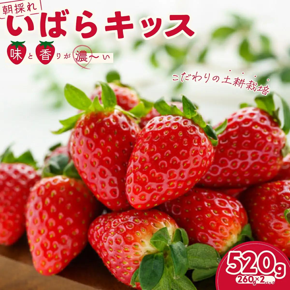 いちご 茨城県品種いばらキッス(２パック×1箱) いちご