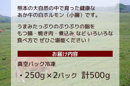 【 年内お届け 】熊本あか牛 白ホルモン 計500g（250g×2パック）冷凍真空パック ※12月18日～28日発送※ 熊本 熊本県産 あか牛 冷凍 真空 もつ鍋 ホルモン 焼き肉 041-0135-