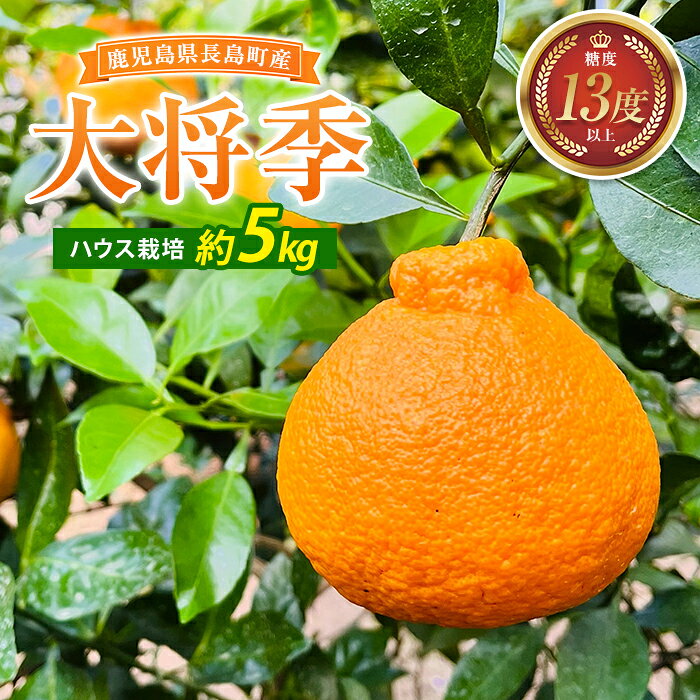【ふるさと納税】大将季（約5kg）国産 鹿児島県産 長島町 だいまさき フルーツ 柑橘 みかん 完熟 糖度13度【竪山果樹園】tate-1636