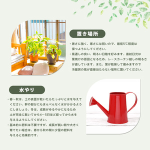2026年4月上旬～発送【観葉植物】ブレクナム・シルバーレディー 50cm～70cm  (JAいぶすき/IB165-020)  植物 グリーン シダ おしゃれ インテリア 室内 インテリアグリーン ※