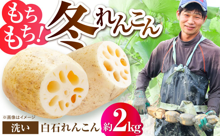 
            【土壌からとことんこだわり】白石町産 洗いれんこん約2kg【野中農園】 [IDC005]
          