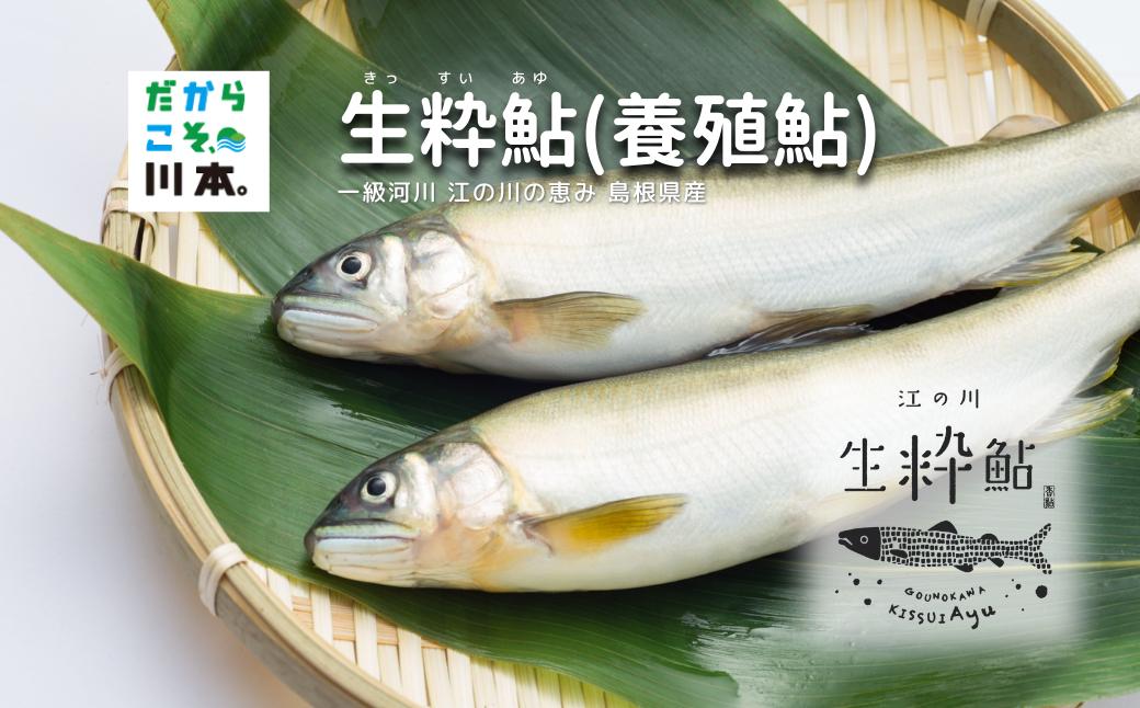 
            080058【一級河川・江の川の恵み・島根県産】生粋鮎（養殖鮎）800ｇ
          