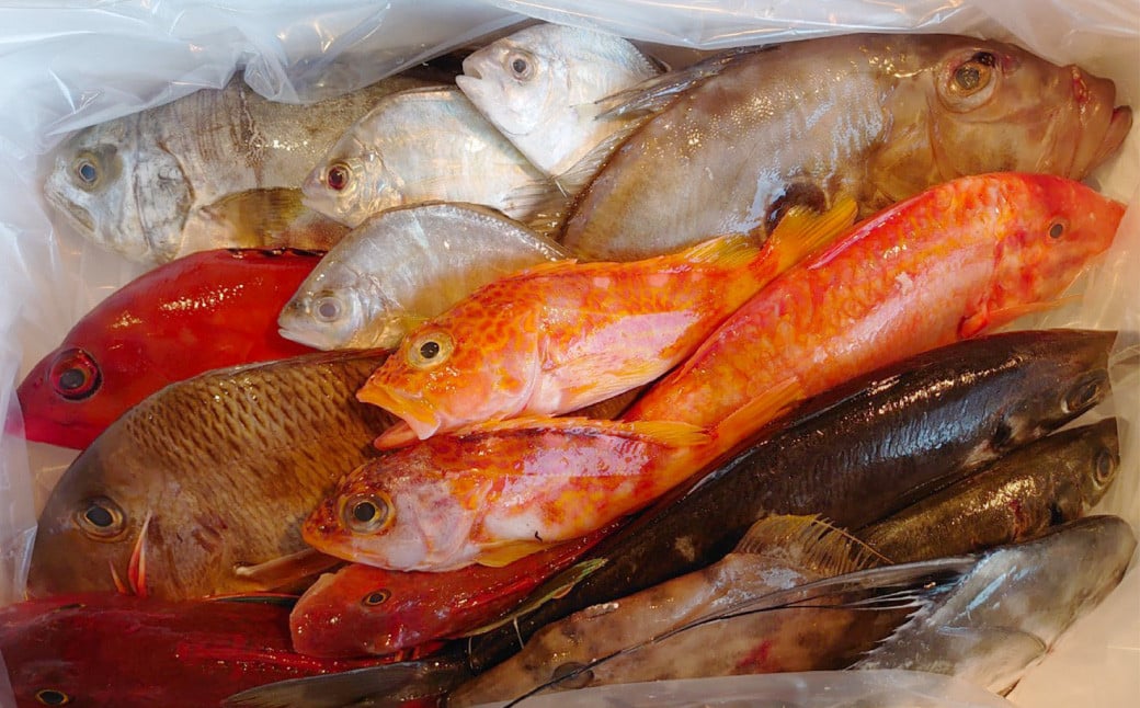 長崎漁港発！長崎近海産鮮魚お試しセット (ミニ) ／ 魚 魚介 鮮魚 海鮮 海産物 刺身 セット 地魚 詰め合わせ 詰合せ つめあわせ 大将農園 長崎県 長崎市 【2025年9月下旬～12月下旬迄発送予定】