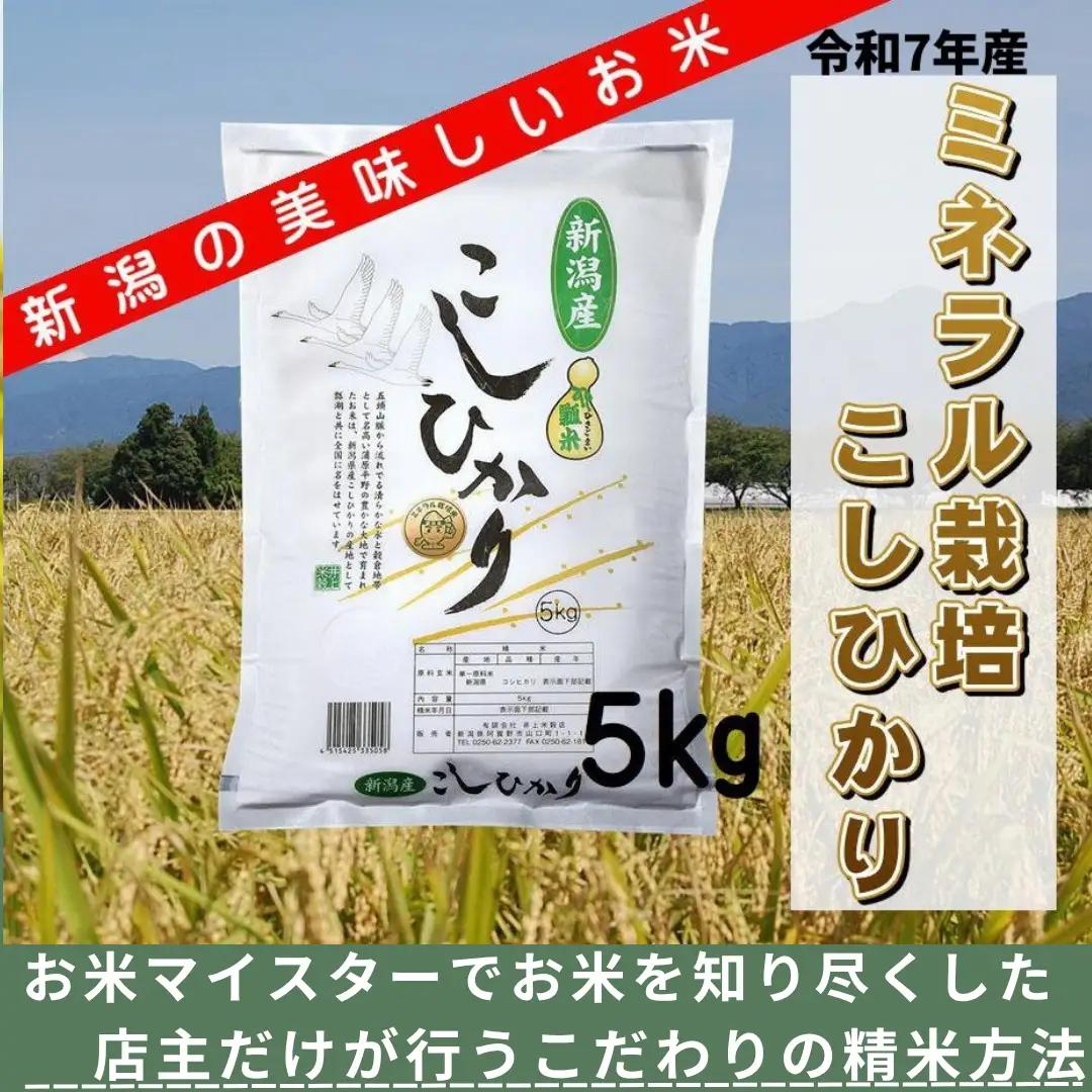 【令和8年産新米予約】ミネラル栽培こしひかり 5kg 白米 精米 井上米穀店 新潟県 米 こめ コメ 新米 新米予約 令和8年度産 10月上旬より順次発送予定  1I01012