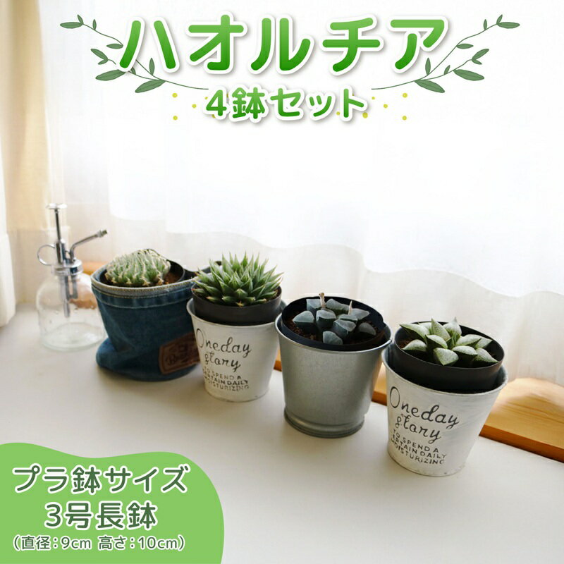 【ふるさと納税】 ハオルチア ピグマエア プラネット ブラーノ ブラックベルディアナ 4個セット アフターケア有 多肉植物 観葉植物 初心者 ナチュラル インテリア プラ鉢 ハオルチア 4種セット おしゃれ インテリア ガーデニング 多肉 植物 グリーン 静岡県 藤枝市