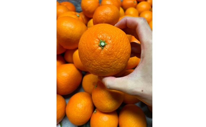 愛果28号 3kg ご家庭用 農園直送 先行予約 12月発送 愛媛 数量限定 愛媛県産 人気 柑橘 伊予市｜B310