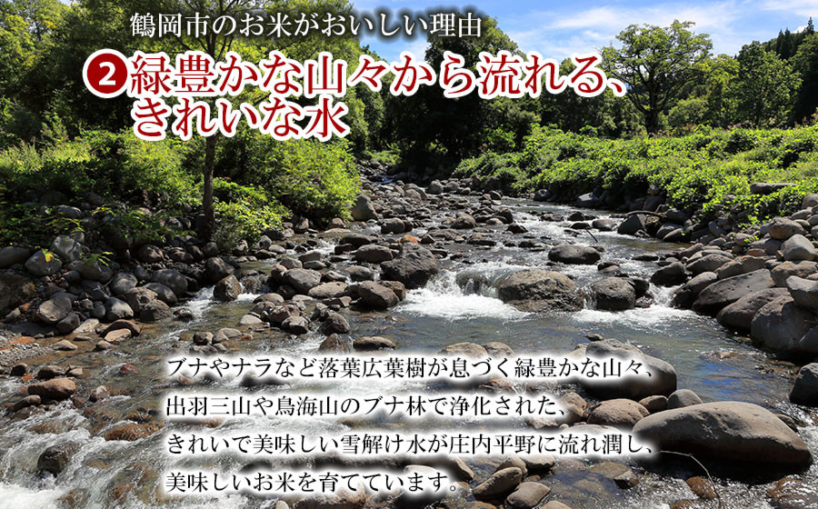【令和7年産】はえぬき 精米 5kg(5kg×1袋)　山形県 庄内産　米食味鑑定士お薦め | 5キロ はえぬき 白米 精米 米 お米 おこめ コメ こめ 食品 ご飯 ごはん おいしい 山形県 鶴岡市 