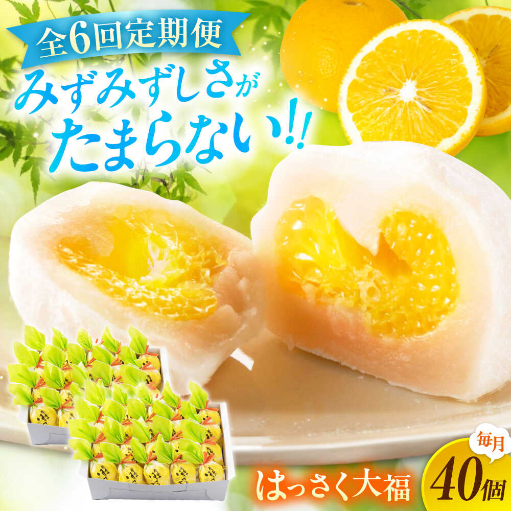 【ふるさと納税】【6回定期便】お菓子 はっさく大福20個入×2　 お菓子 大福 八朔 柑橘 みかん オレンジ 餅 ギフト お取り寄せ スイーツ フルーツ大福 ご当地 菓子 おかし デザート 食品 人気 おすすめ 広島県福山市/株式会社虎屋本舗[BADH035]