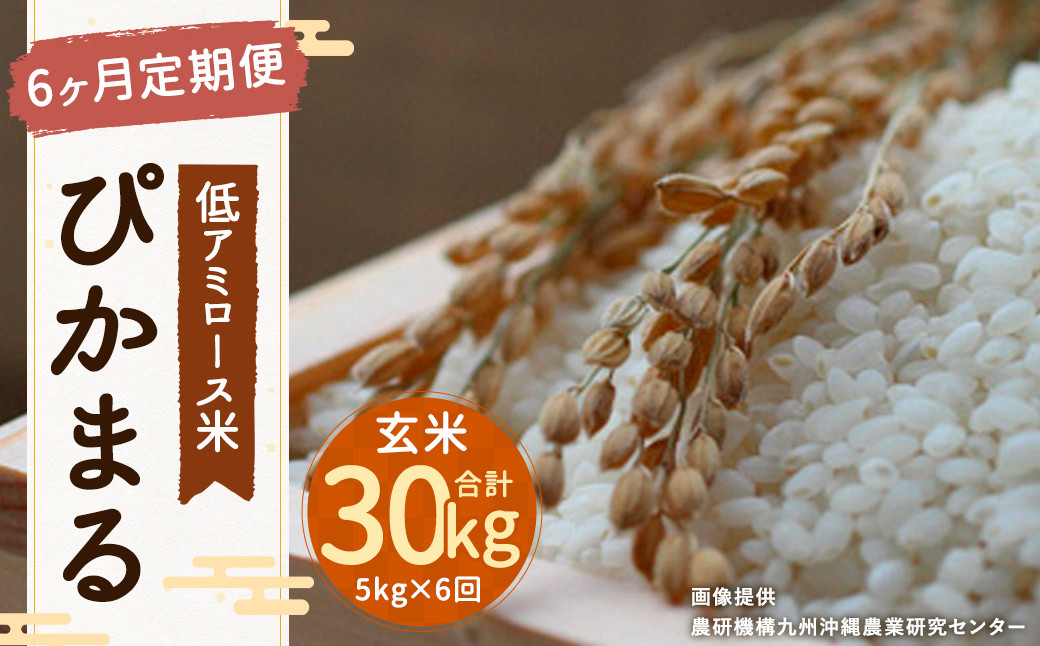 
【6ヶ月定期便】 低アミロース米 ぴかまる 5kg 玄米 計30kg 単一原料米 福岡県産
