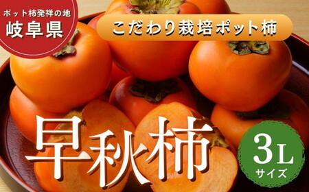 【先行予約】こだわり栽培ポット柿（早秋柿） 3Lサイズ9個入り ※離島への配送不可  ※2026年10月中旬～11月上旬頃に順次発送予定