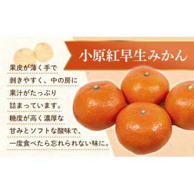 ふるさと納税 三豊市 【発送月固定定期便】香川県　フルーツ旬の果物　Jセット全2回 |  | 02