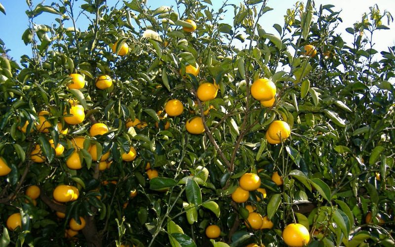 和歌山由良町産 さつきはっさく 約10kg秀品 サイズおまかせ (Ｌまたは２Ｌ) いずれかお届け 八朔 柑橘 果物 くだもの フルーツ 【sml127B】