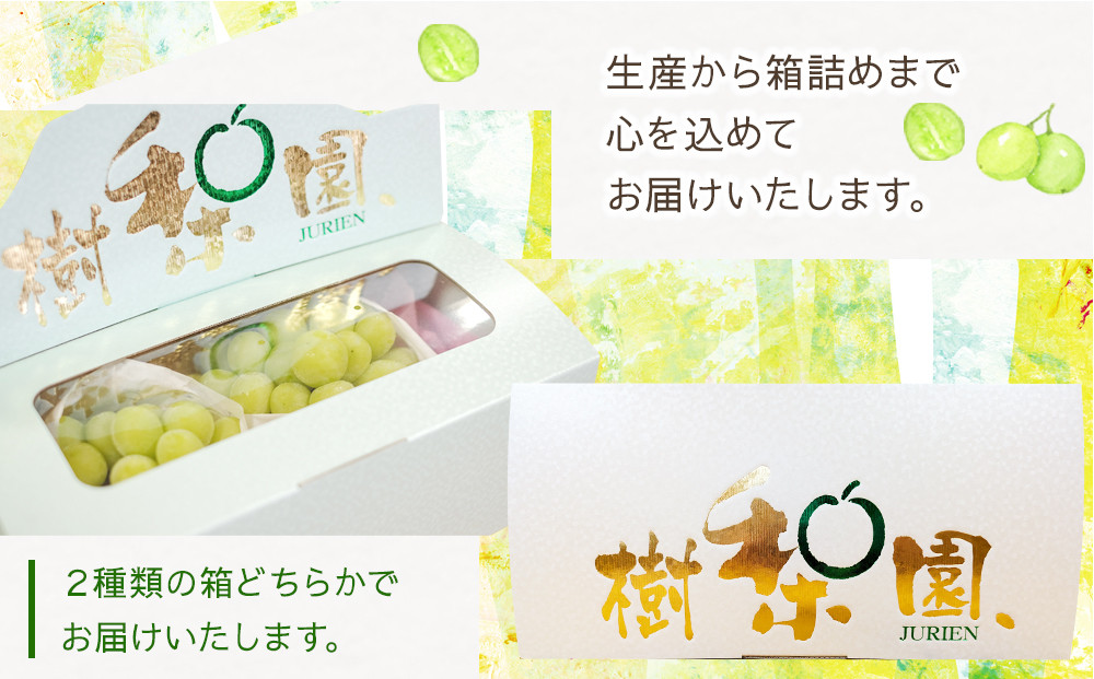 【2026年先行予約】シャインマスカット 約2kg (4～5房)【筑前町産】