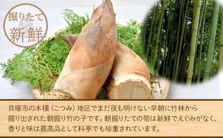 貝塚市木積産　特選朝掘り筍　約２kg / たけのこ筍 徳用たけのこ筍 木積産たけのこ筍 貝塚産たけのこ筍 朝堀りたけのこ筍 限定品たけのこ筍