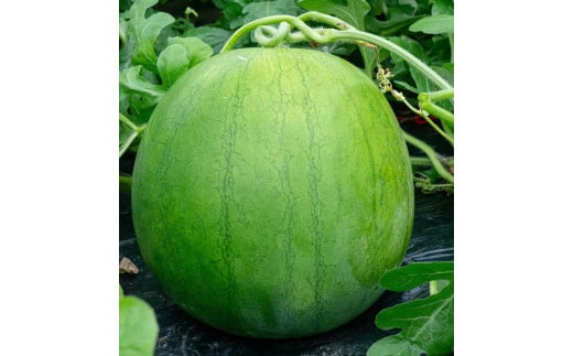 奈良県川西町産「かわにし今昔スイカ」【昔】約１０ｋｇ　（2025年7月中下旬以降随時発送予定）