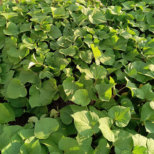新潟県 加茂市産 紅はるか 【家庭用】 5kg 《順次発送》さつまいも 訳あり 家庭用