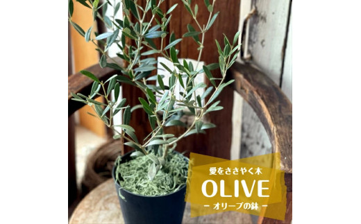 「オリーブの鉢」を育てよう SL0202