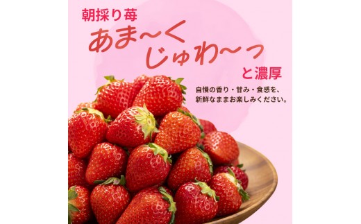 いちご 3回定期 古都華 約1000g 250g×4パック 先行予約 高評価 冷蔵配送 フルーツ 果物 旬 産地直送 農家直送 完熟 旬の果物 お取り寄せ おやつ デザート ことか イチゴ 冷蔵 奈良