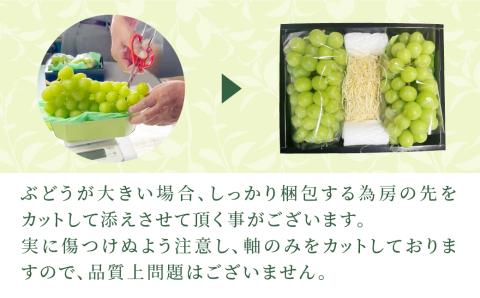 【 先行予約 】 シャインマスカット 1.3kg 2房 2024年発送 冷蔵 高級 種無し 種なし ブドウ ぶどう 品種 果物 甘さ 香り 美味しい 食べ方 人気 ランキング おすすめ 家庭用 贈答用