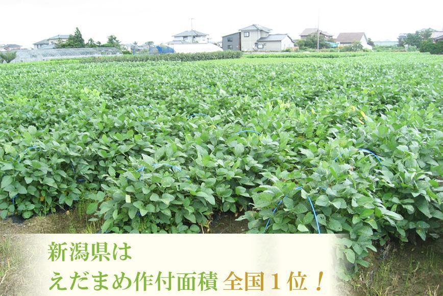 【２回お届け 定期便】 ＧＩ登録 くろさき茶豆1.2kg×２回  2024年8月発送