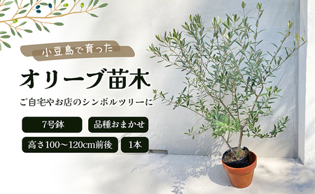 オリーブ苗木 観葉植物 シンボルツリー 小豆島 オリーブ苗木