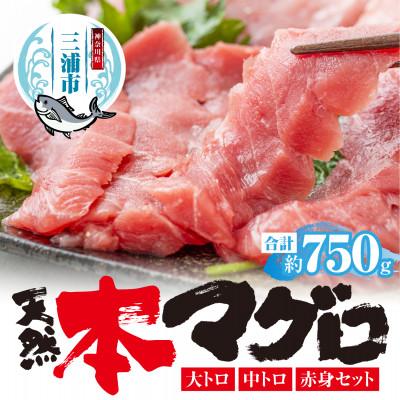 ふるさと納税 三浦市 三崎マグロ　鈴木水産　天然本マグロ(大トロ・中トロ・赤身)セット