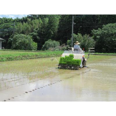 ふるさと納税 菊池市 菊池掛け干し清流米　玄米　10kg |  | 01