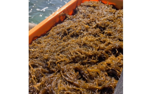 ＜海産物きむらや＞伊平屋島産の味付もずく4P(60g×3個)&生もずく270g×4袋【1716359】