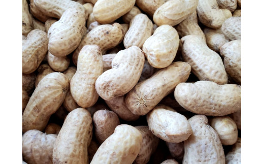 八街市産 生落花生（ おおまさり ） 1kg  2026年収穫分 千葉県産 八街産おおまさり