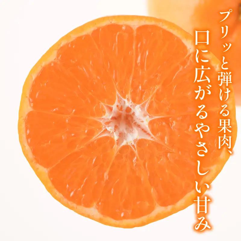 【先行予約】宗方印 はるみ（家庭用）約2kg