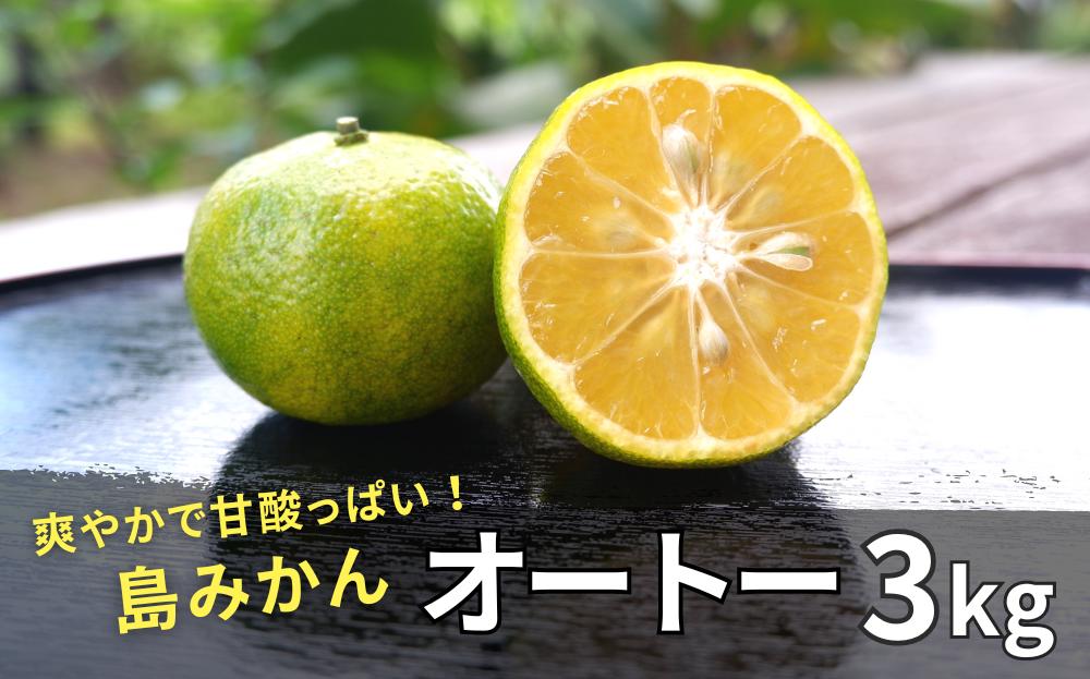 【2024年12月発送】やんばる国頭村産　希少な島みかん「オートー」3kg	