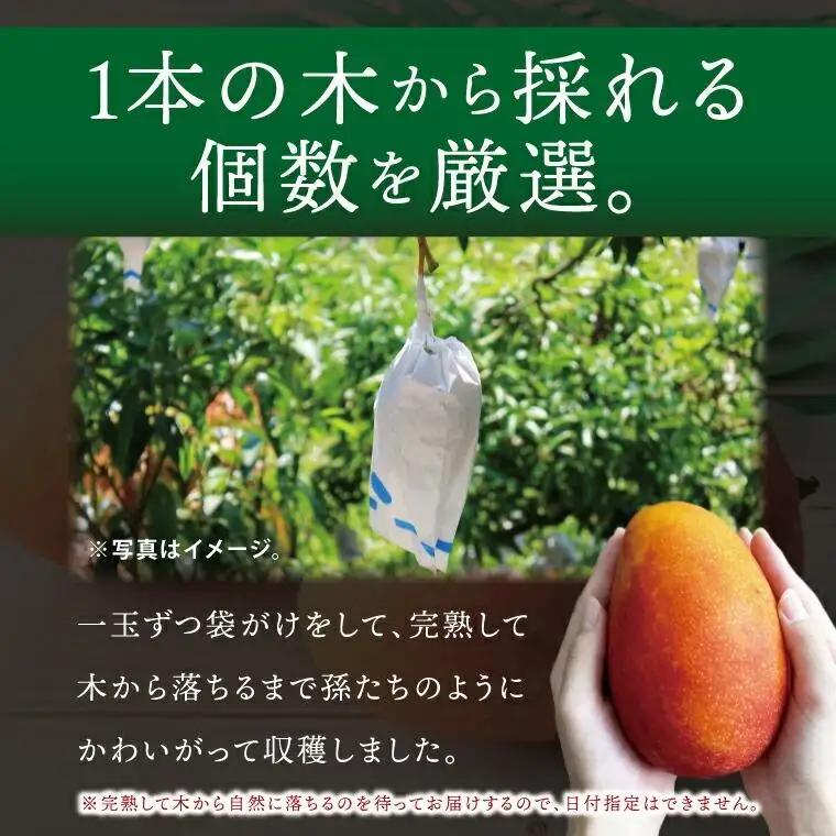 【2027年7月より順次発送】豊見城産マンゴー『殿内之宝(どぅんちのたから)』約2kg(ご家庭用)｜マンゴー フルーツ 果物 くだもの 先行予約 完熟マンゴー 沖縄フルーツ 家庭用 おきなわ 沖縄 沖