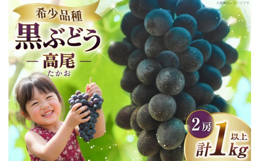 【期間限定発送】 ぶどう 高尾 1kg以上 (2房)  [長澤農園 山形県 高畠町 tk06bis330004] 黒ぶどう 種なし フルーツ 果物 高糖度 希少
