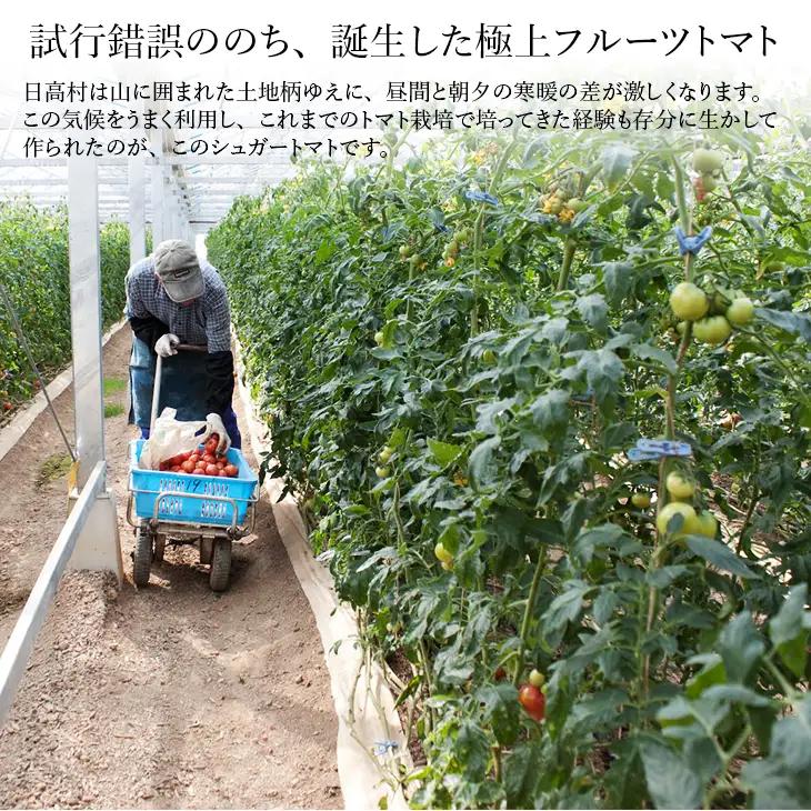 【先行予約・2026年12月】シュガートマト フルーツトマト 高糖度トマト 1kg（糖度8度以上）｜高知県産 甘い トマト ビアンコ